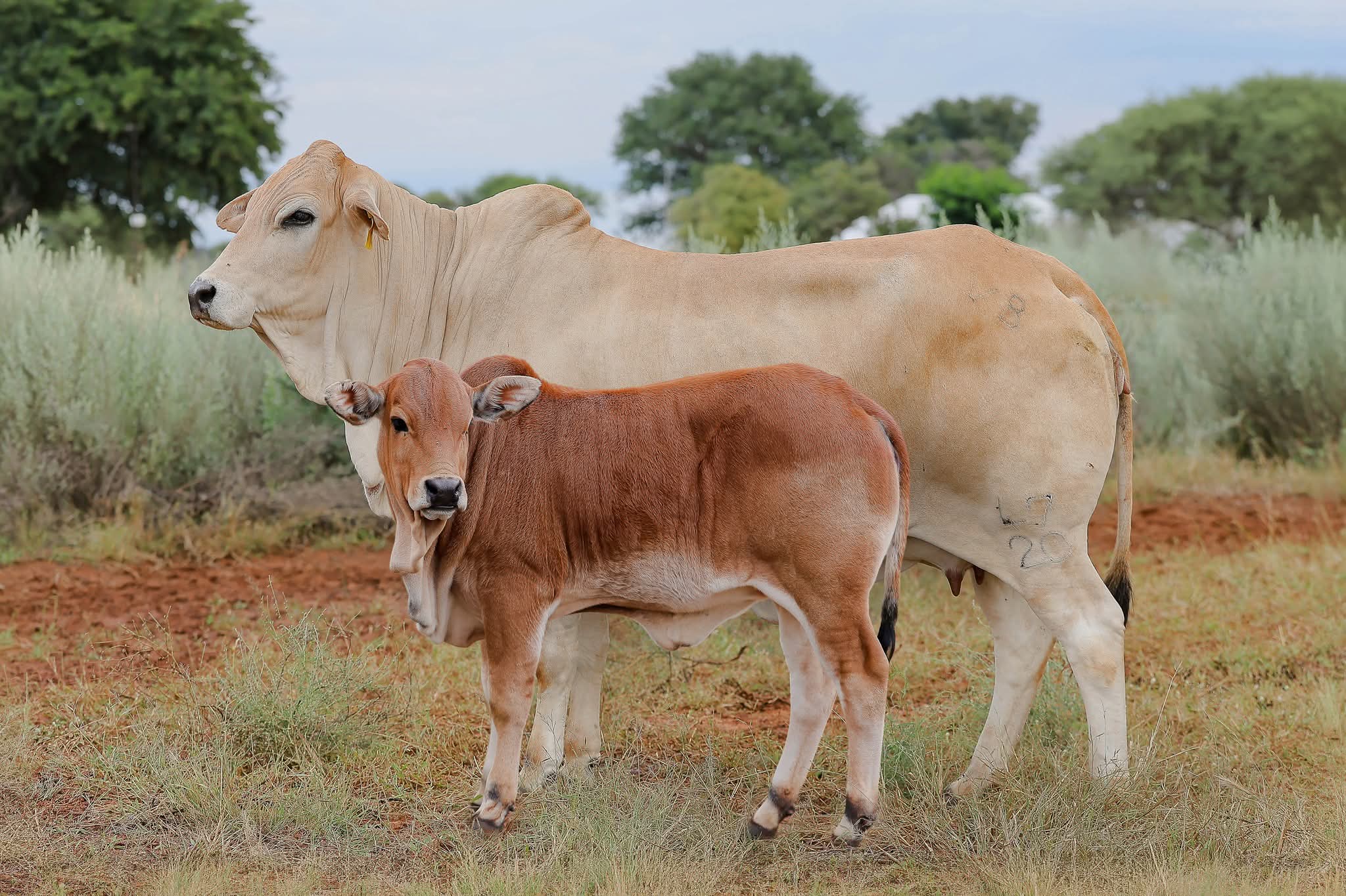 Brahman Cow