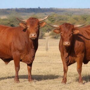 Afrikaner Cow Pair