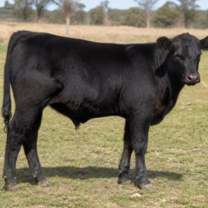 Angus Weaner