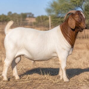 Boer Goat Buck
