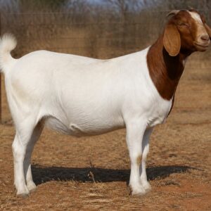 Boer Goat Doe