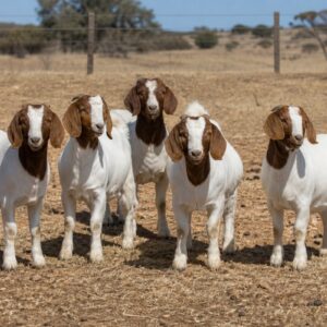 Boer Goat Starter Flock