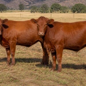 Bonsmara Heifer Pair