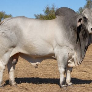 Brahman Bull