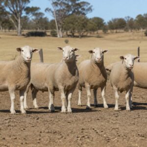 Breeding Ewe Group