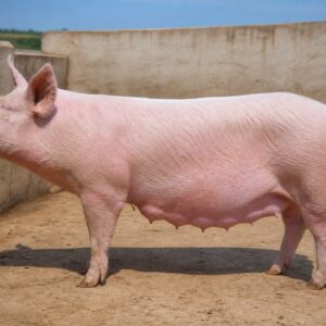 Breeding Sow