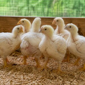 Broiler Chick Pack