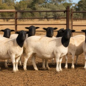 Dorper Ewe Group