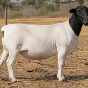 Dorper Ewe