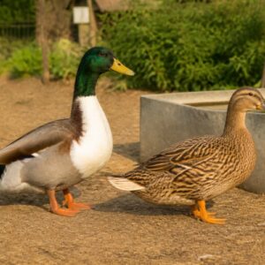 Duck Breeding Pair