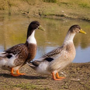 Duck Pair