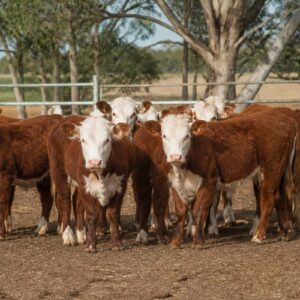 Hereford Weaner Group