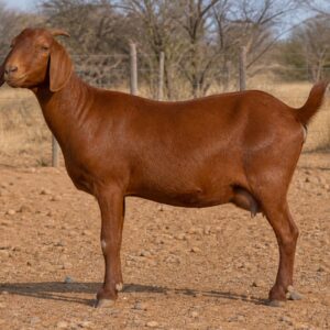 Kalahari Red Goat Doe