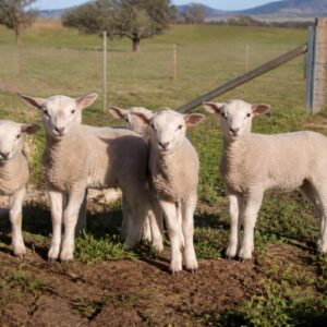 Lamb Group