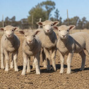 Lamb Starter Group