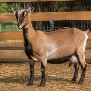 Milk Goat Doe