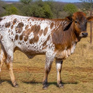 Nguni Heifer