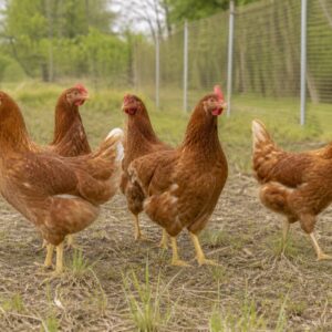Point of Lay Hens