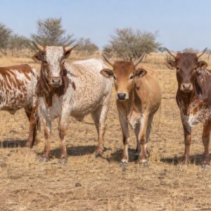 Sanga Heifer Group