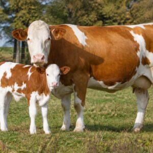 Simmental Cow Calf Pair