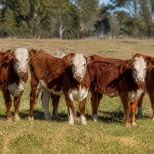 Simmental Weaner Lot