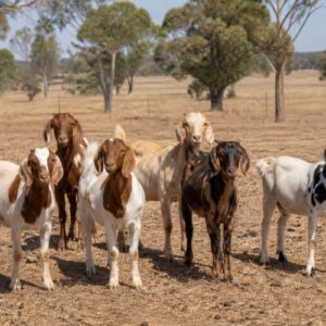 Starter Goat Herd