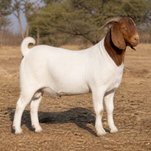 Young Boer Buck