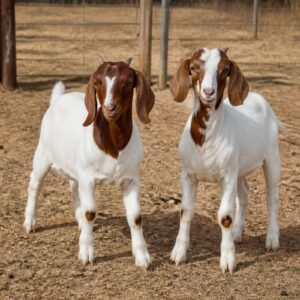 Young Goat Pair