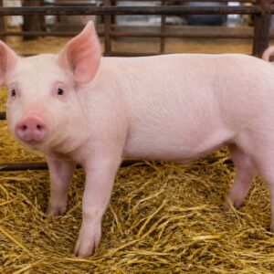 Young Pig