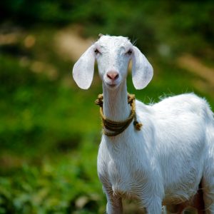 Boer Goat Buck