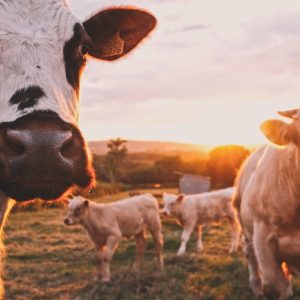 Brahman Bull