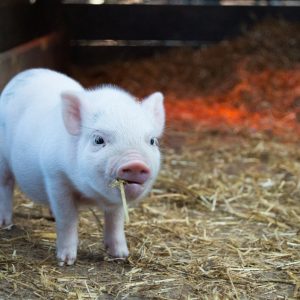 Breeding Sow