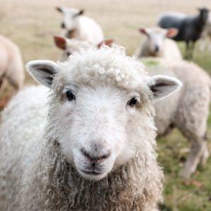Sheep Starter Pair